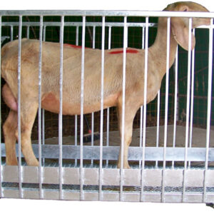 Alternative view of Pesa Bestiame